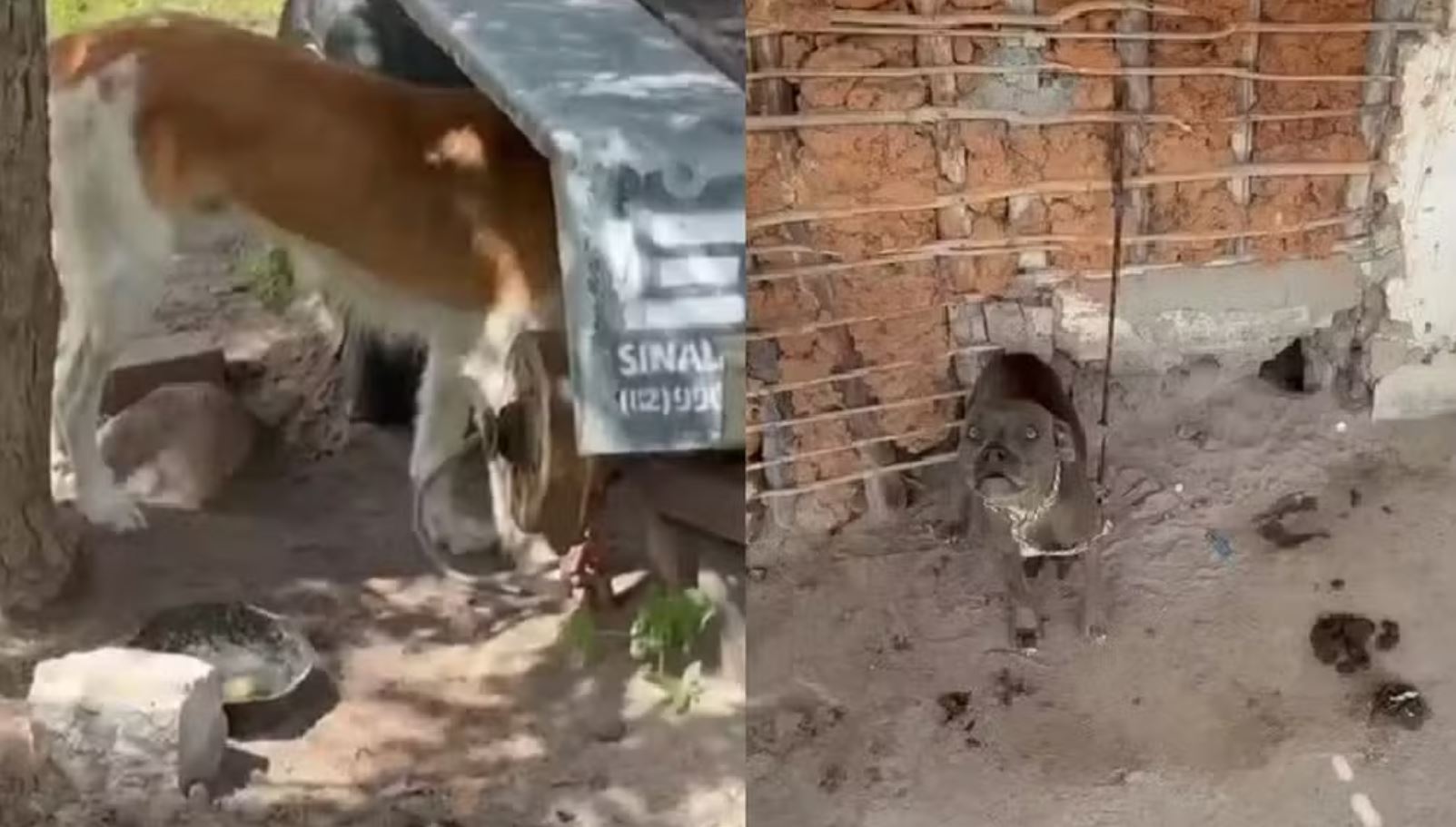 Cachorros que viviam em situação de abandono são resgatados em sítio elevados para abrigo da jogadora Marta